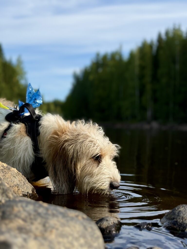 Koiratrimmaamo Jyväskylässä – 5 asiaa, jotka kertovat heti onko paikka koirallesi oikea