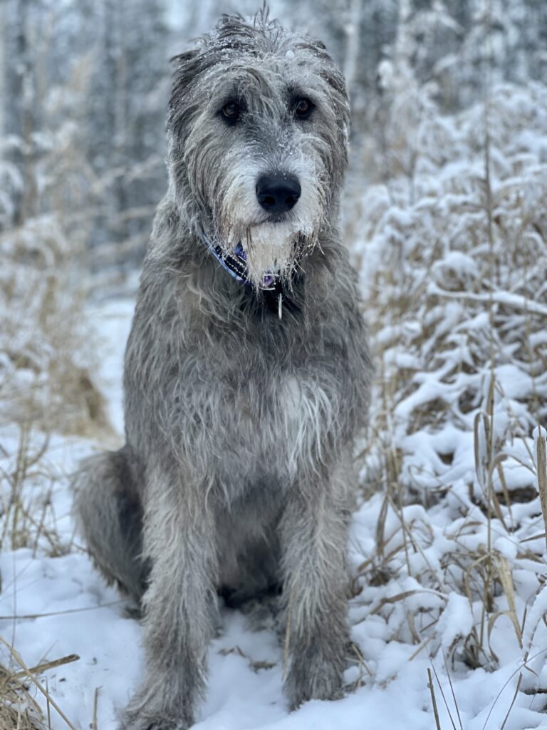 Koiran trimmaus – mitä se maksaa ja mitä siihen kuuluu?